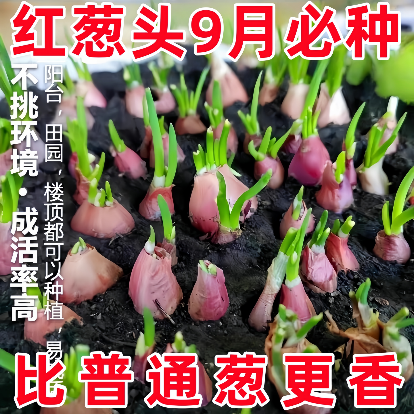 香葱种头红葱头种盆栽阳台室内外种植四季蔬菜种籽孑小葱火葱种子