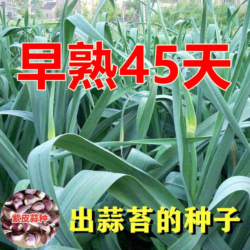 【蒜苔种子】专吃蒜苗蒜薹粗蒜苔大蒜种洋大蒜长蒜苗宽叶种植