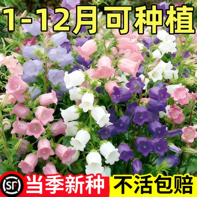 风铃草种子易活阳台四季风铃草室内花籽花种子播种阳台盆栽室外孑