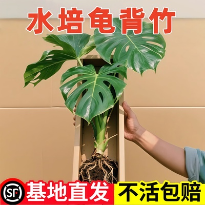 龟背竹水培植物常青绿植室内盆栽客厅办公室桌面大叶老桩水养竹子