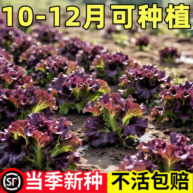 紫孔雀菜种子汉斯紫晶菜种籽咖啡香麦菜种子庭院盆栽阳台种植蔬菜