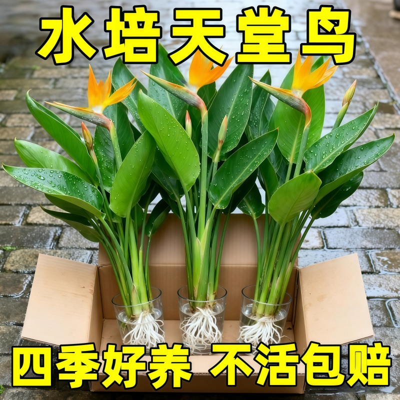 水培天堂鸟植物四季长青室内客厅桌面好养易活绿植盆栽鹤望兰盆景