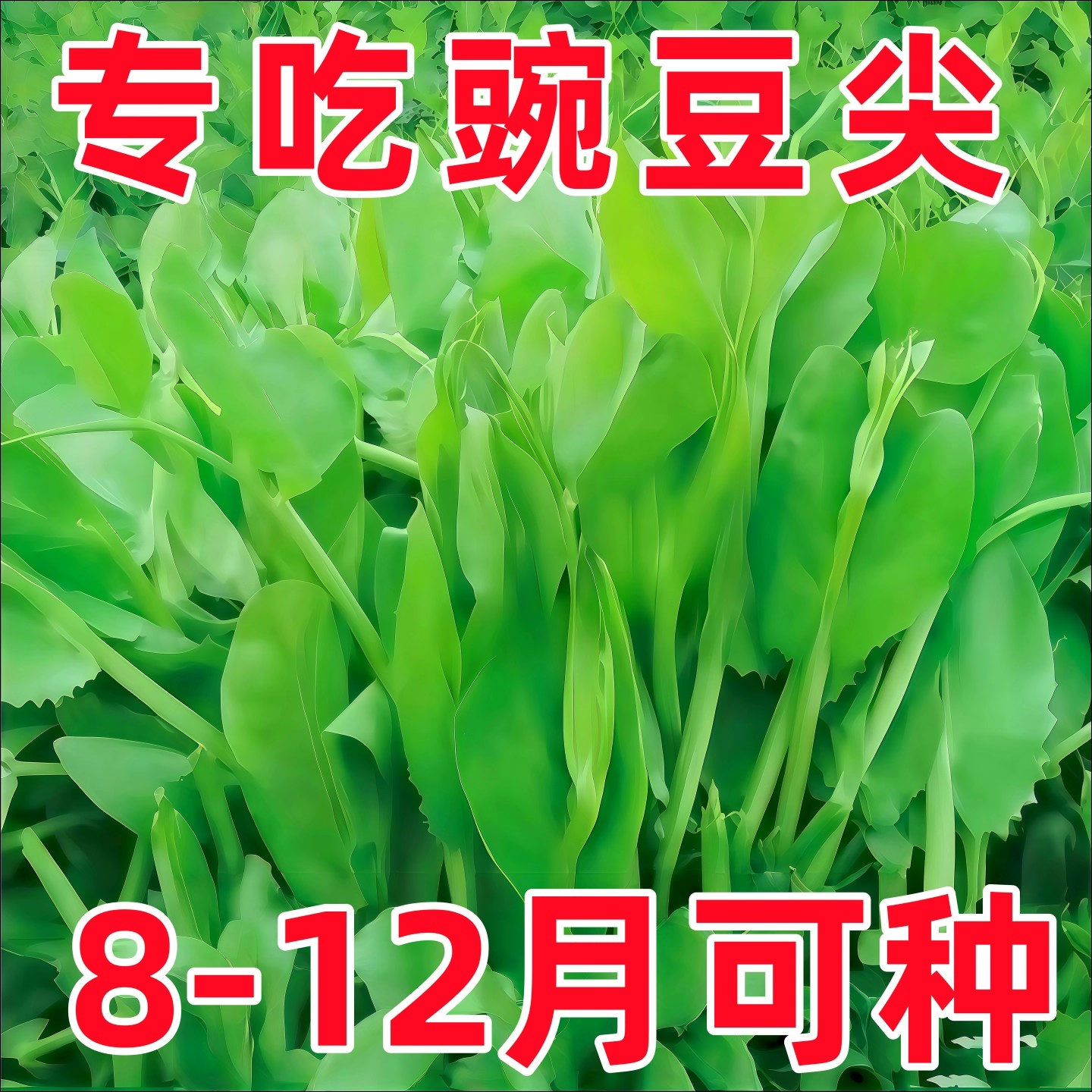 豌豆种子四季甜脆豌豆苗种专吃豌豆尖种籽阳台盆栽可水培蔬菜种孑
