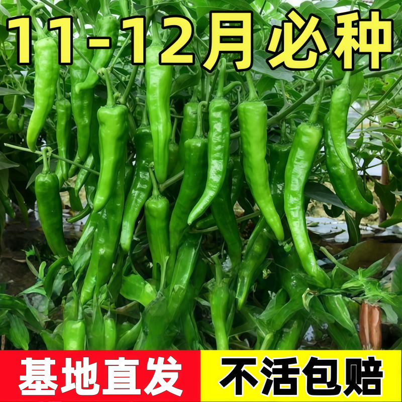 正宗樟树港椒种子优质春秋四季