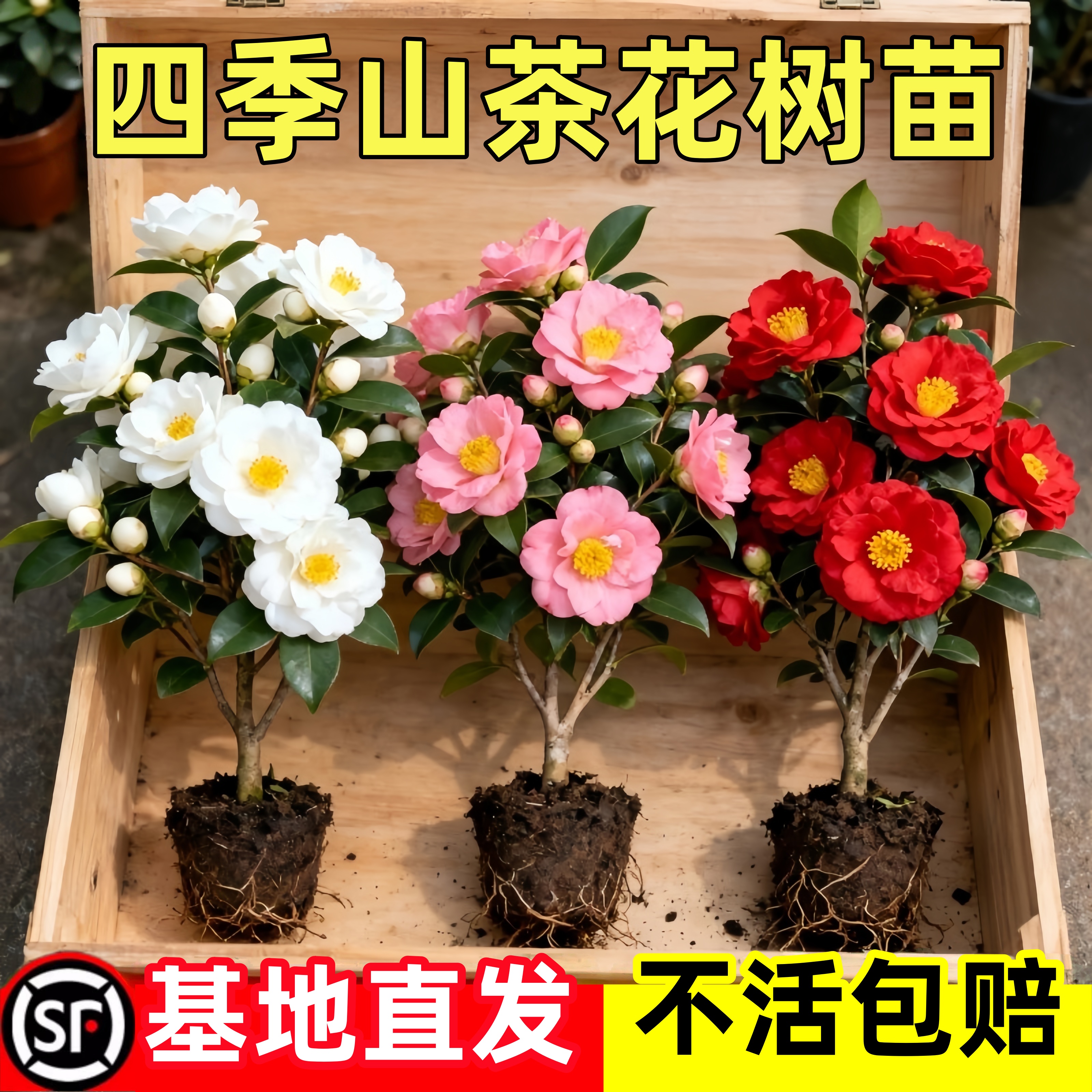 茶花树苗香妃四季山茶花树苗开花卉带花苞五色赤丹室内阳台绿植物