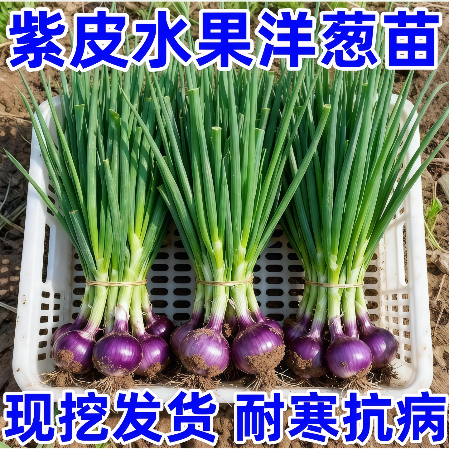 水果洋葱秧苗山东寿光紫皮洋葱苗带根二红扁圆红皮洋葱头苗子耐寒