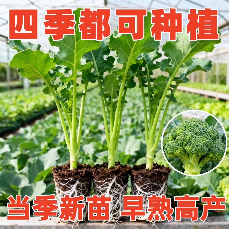 正品西兰苔秧苗西洋芥兰菜苔菜心高产西兰花盆栽耐寒秋冬季蔬菜苗