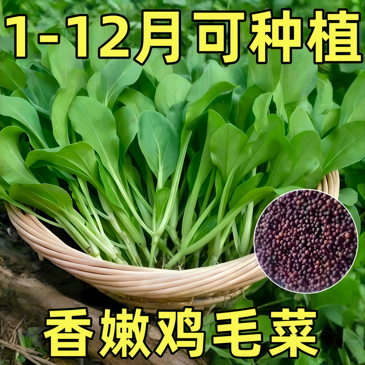 不生虫鸡毛菜种子四季播种抗热耐寒蔬菜种子小白菜籽有机小青菜籽