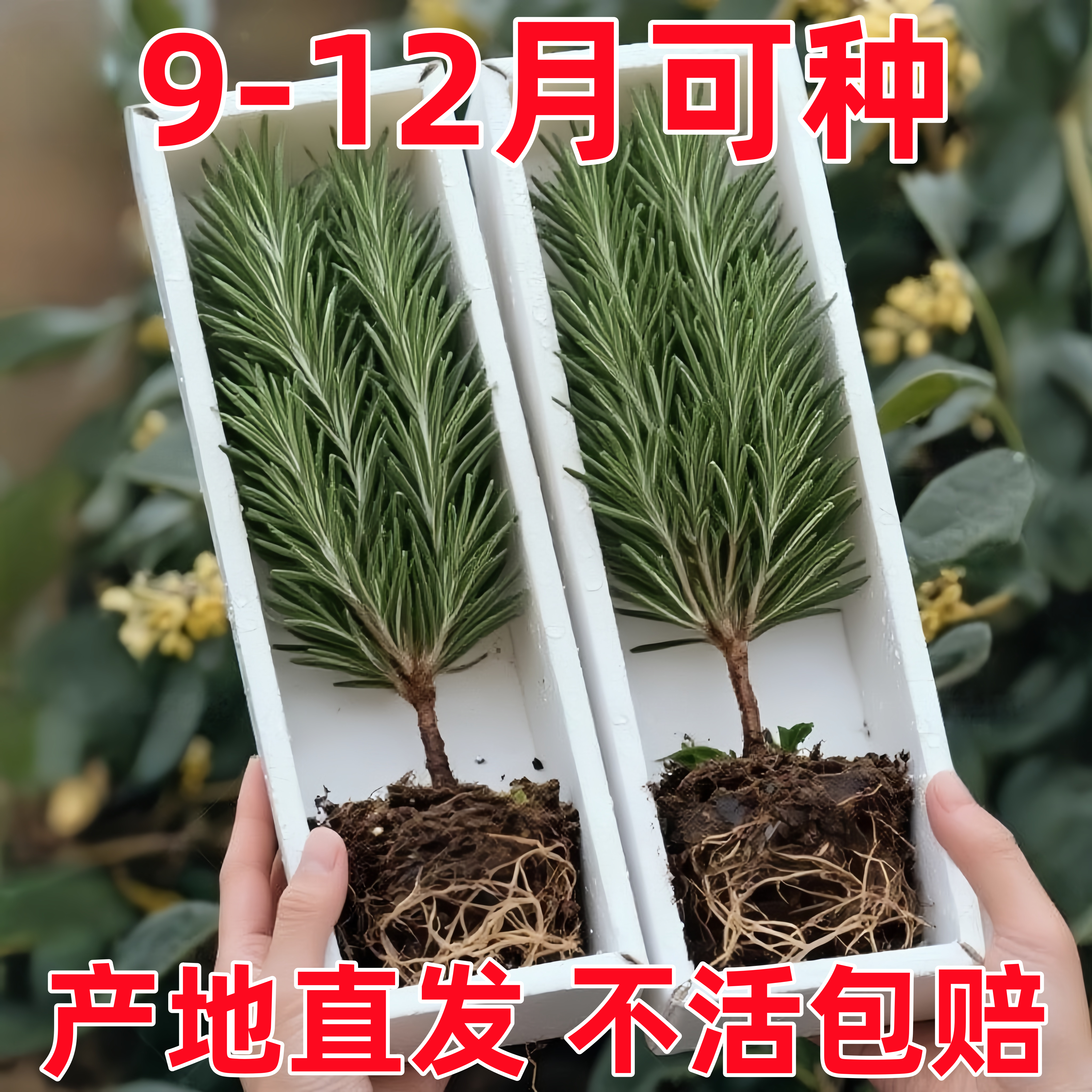 迷迭香盆栽可食用迷迭草牛排用新鲜老桩懒人绿植提神驱蚊室内阳台