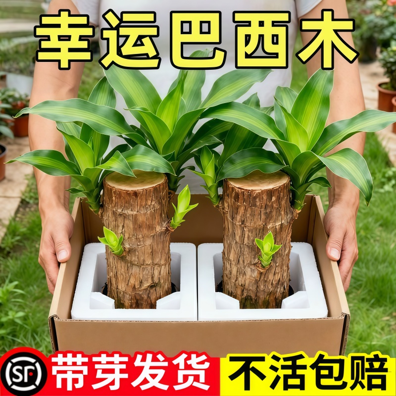 带芽巴西木水养幸运木水培花卉室内阳台夏季驱蚊桌面新宠绿植盆栽