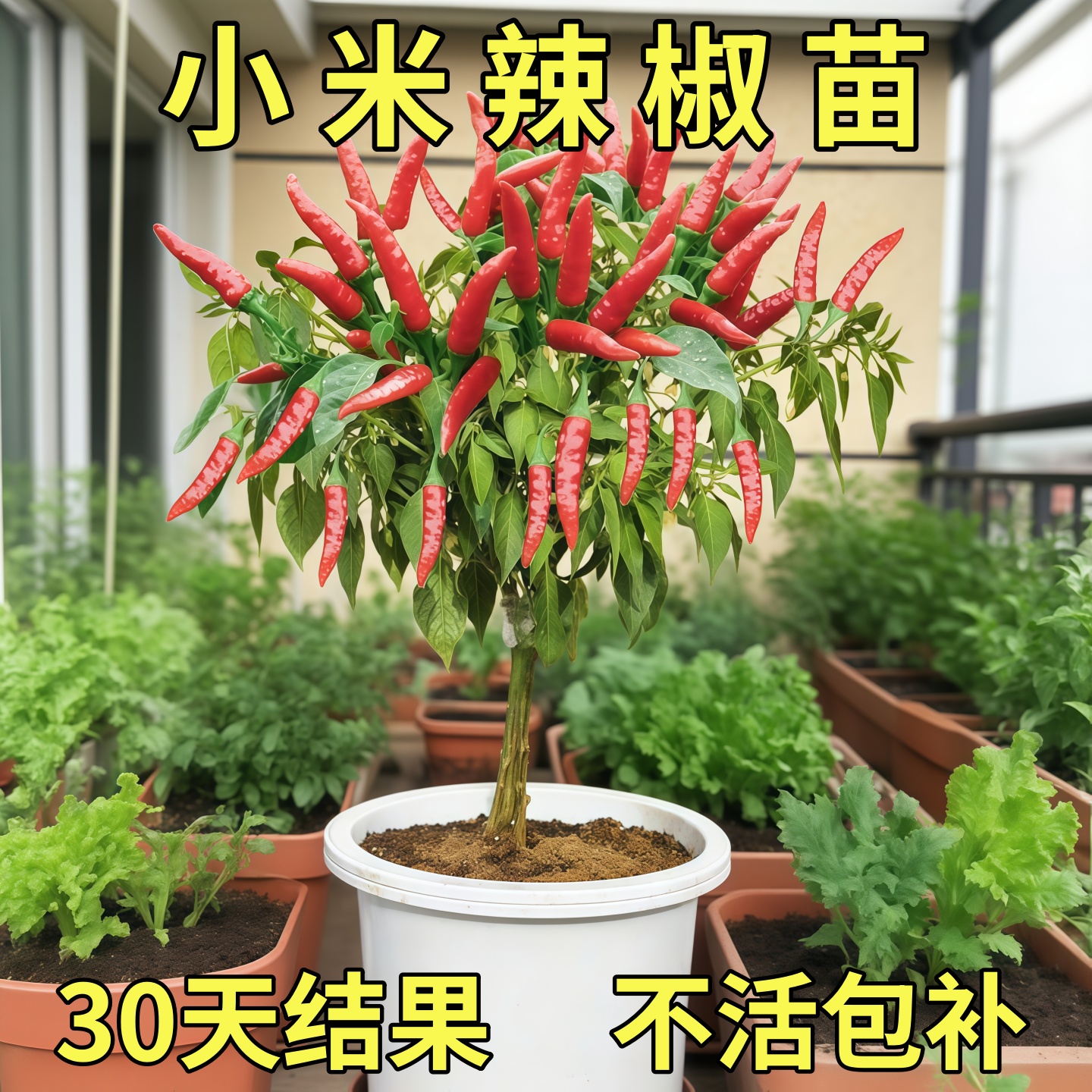 小米辣椒苗秧苗朝天椒樟树港四季盆栽薄皮青椒种籽蔬菜苗大全
