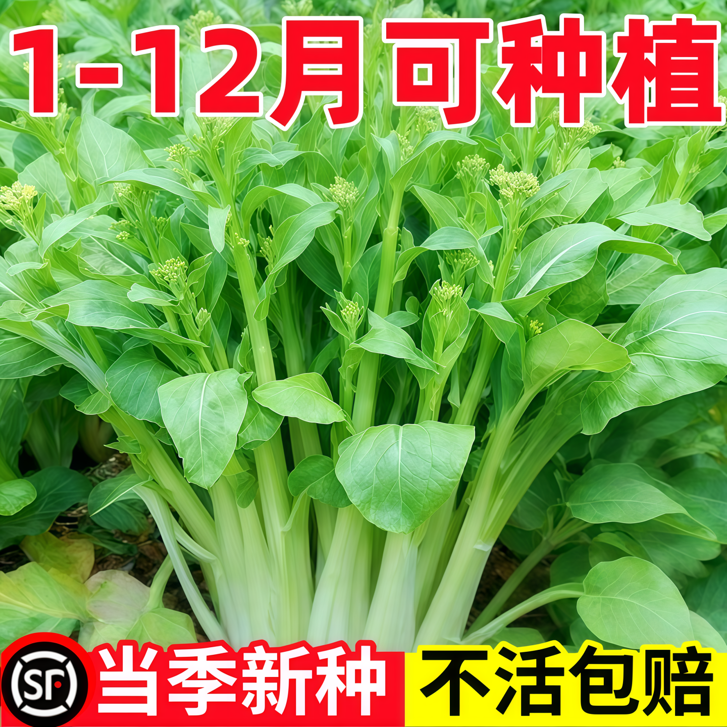 白菜苔种子种籽菜种苔菜四季菜苔蔬菜种阳台小院种植耐寒蔬菜种子