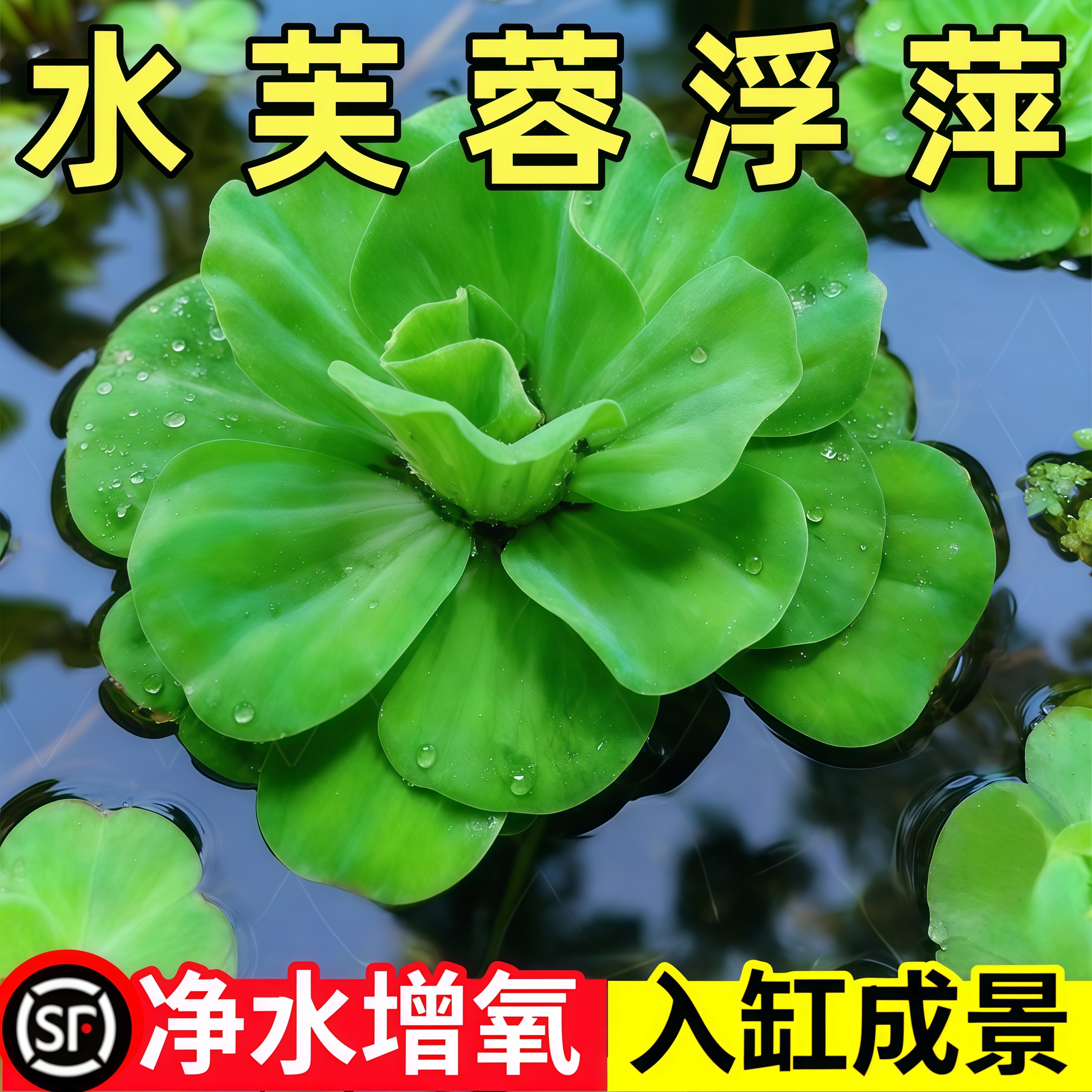 水芙蓉浮萍水草鱼缸造景装饰养鱼养龟活体提供氧气真水草净化水质
