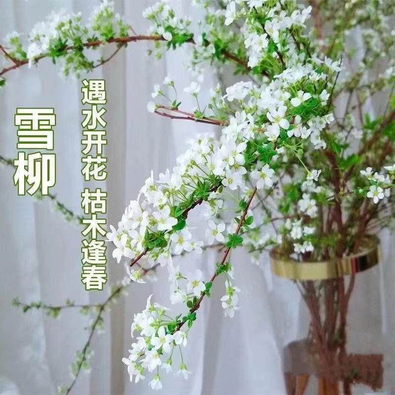 干枝雪柳鲜枝水培干枝支绿植物室内鲜花水养开花龙柳盆栽插花好养