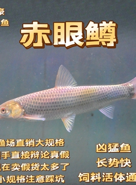 赤眼鳟红眼鱼大规格包邮包活贼猛鱼鱼缸路亚广温鱼好养活