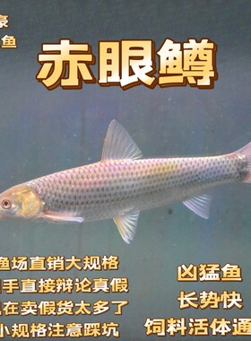 赤眼鳟红眼鱼大规格包邮包活贼猛鱼鱼缸路亚广温鱼好养活