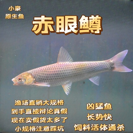 赤眼鳟红眼鱼大规格包邮包活贼猛鱼鱼缸路亚广温鱼好养活