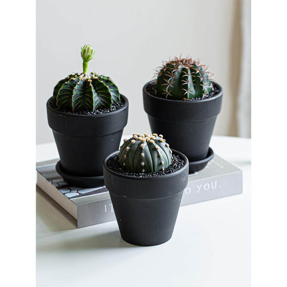 实生仙人球盆栽含盆开花仙人掌肋骨牡丹星兜魔云可爱稀有办公桌面