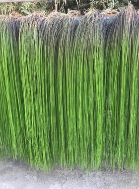 仿真植物垂挂柳叶丝柳条垂柳树装饰造型鱼丝长水草摄影绿植假草