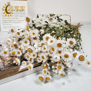 鲁丹鸟干花 花束diy 天然风干乾燥花 罗丹斯花材装饰摆件