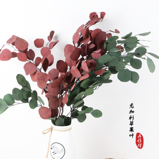 永生尤加利叶苹果叶桉树叶干花圆叶真花圣诞节春节插花