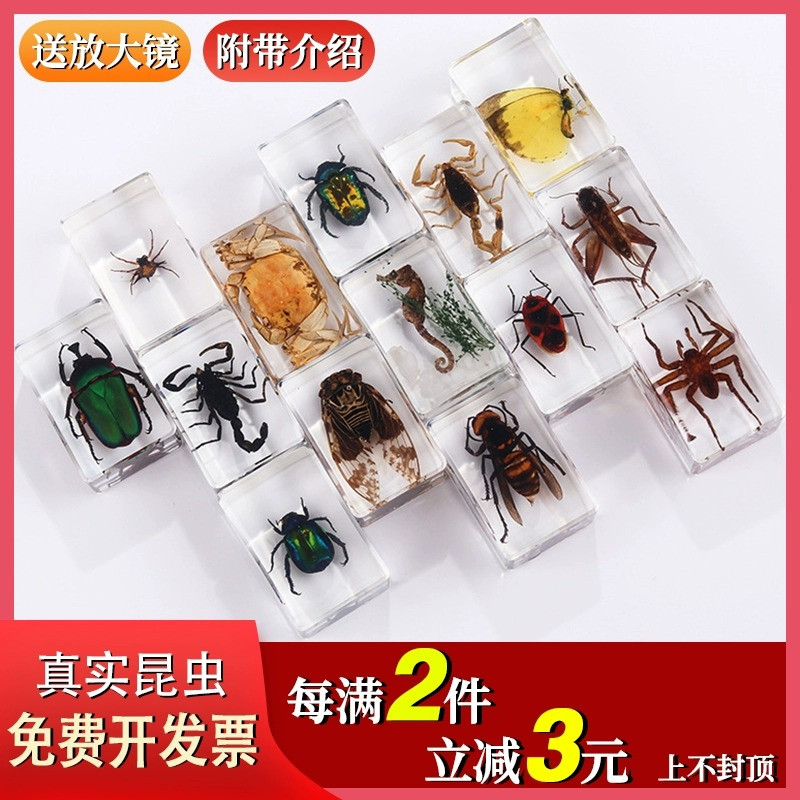 小昆虫标本真实树脂蝴蝶海底生物水晶滴胶蝎子甲虫蜘蛛幼儿园教具
