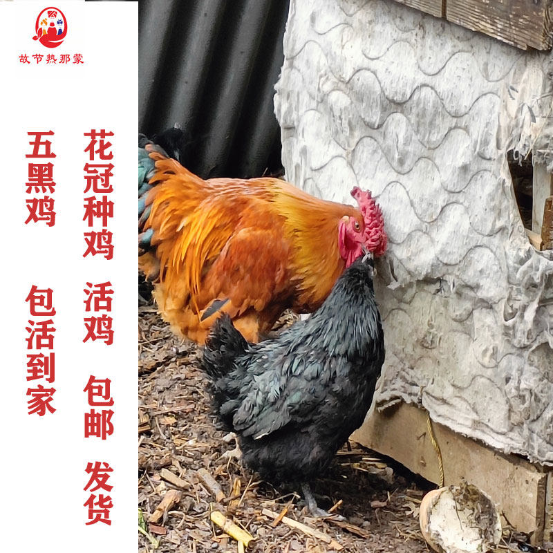花冠鸡农村土鸡种鸡观赏鸡宠物好看漂亮活鸡发货老公鸡包邮