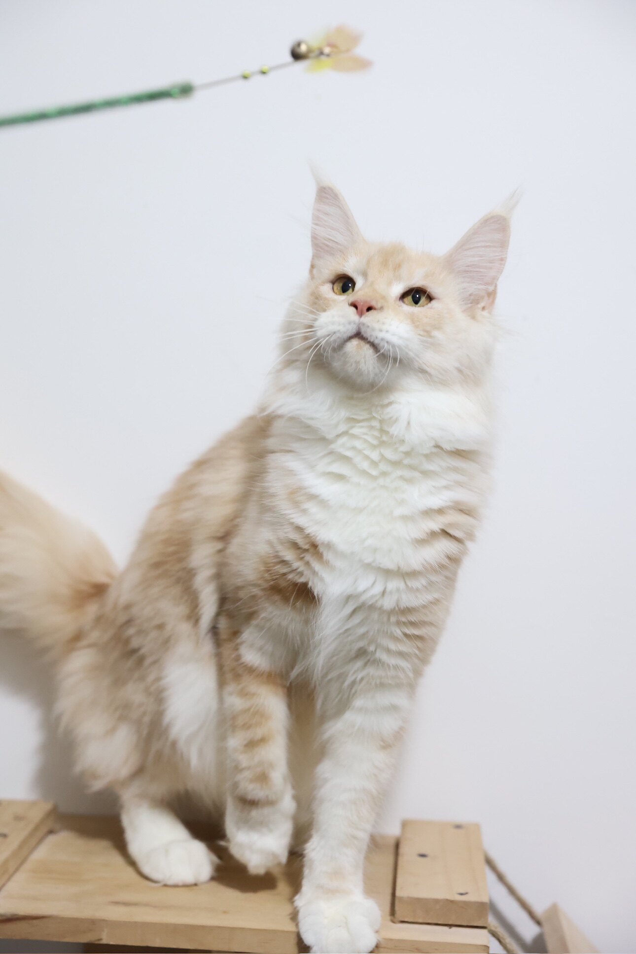 凯米尔缅因猫咪6个月妹妹俄罗斯回国带芯片专用猫砂