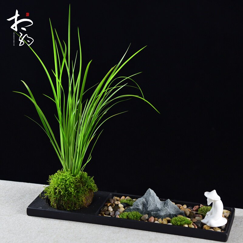 苔玉创意苔藓植物球盆景提根榆树老桩水苔球菖蒲室内水培绿植盆栽 啵啵吖