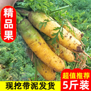山西运城黄萝卜新鲜胡萝卜手抓饭萝卜农家时令当季疏菜