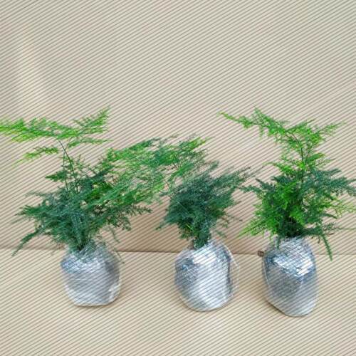 文竹盆栽植物室内净化空气办公室绿植花卉盆栽盆景四季常青小盆栽