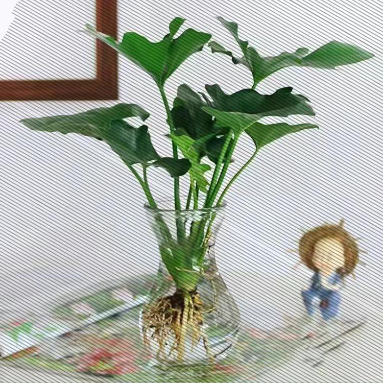 春雨水培土培植物室内办公室客厅绿植小天使花卉空气常青