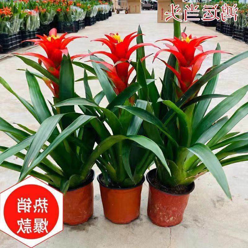 鸿运当头盆栽带花室内客厅花卉植物大红花年宵花办公室小绿植