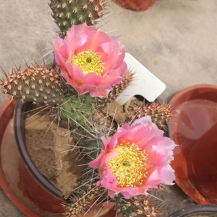 新品桃色龙胆团扇仙人掌耐寒团扇美花仙人掌耐寒仙人掌oepuntia 马奔腾企业店 淘优券