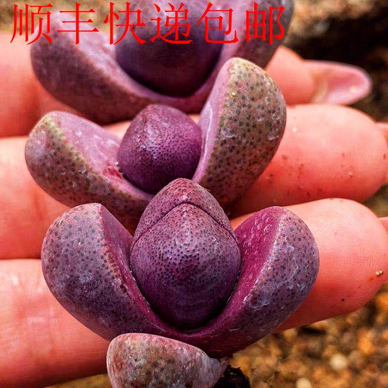 新疆包邮】老桩生石花大颗超大号紫元宝紫帝玉红帝玉多肉植物紫色
