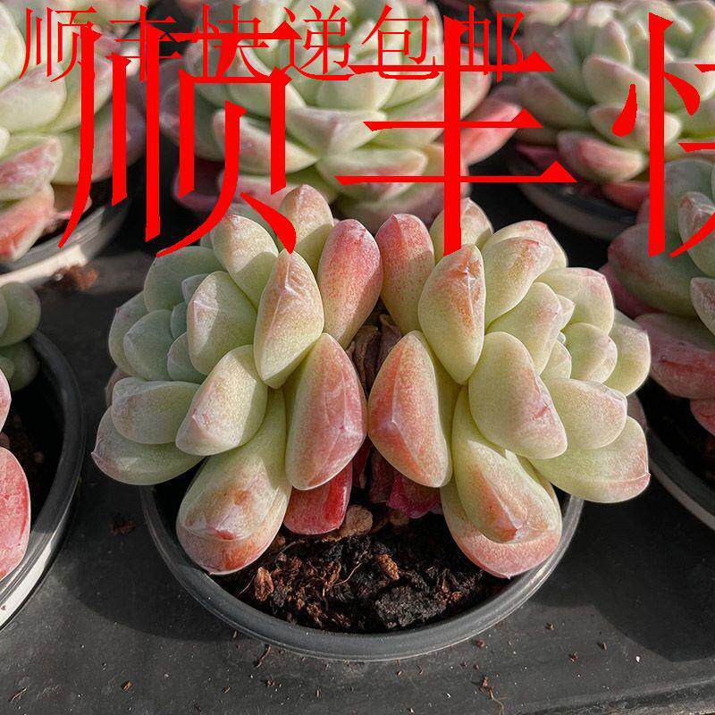 新疆包邮】奶油精品冰玉多