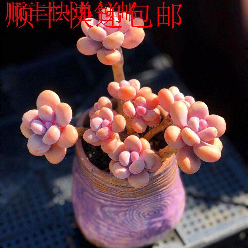 新疆包邮】丸叶桃蛋多肉植物婴儿手植物盆栽多头超萌肉肉老桩绿植