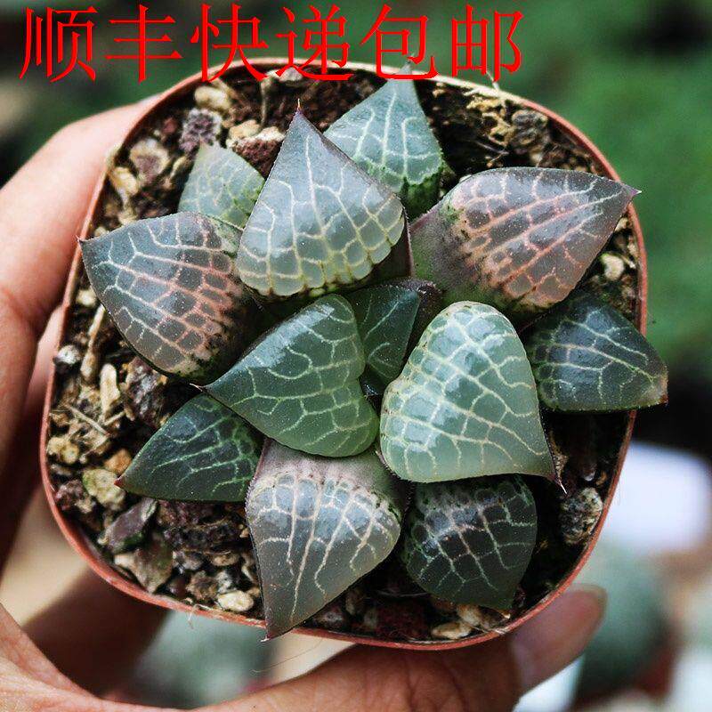 新疆包邮】水晶康平寿 精养十二卷玉露寿 精品稀有粉红透窗电路板