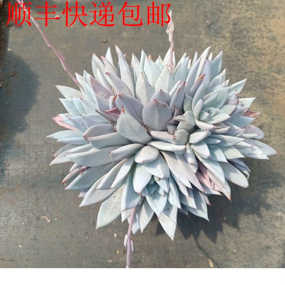 新疆包邮】巨人多肉大型种多肉基地新手办公室室内植物盆栽阳台绿