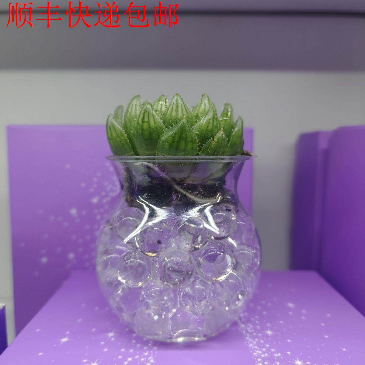 新疆包邮】水培客厅大棵樱水晶玉露多肉植姬玉露宝莲灯多肉绿植花