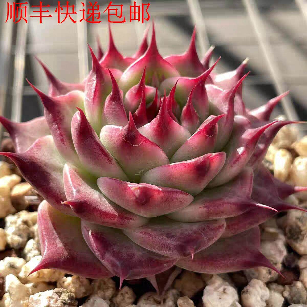 新疆包邮】托斯卡内利多肉长睫毛蓝龙红龙新品种红尖尖冬云系列莲