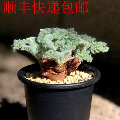 新疆包邮】羽叶洋葵枯木