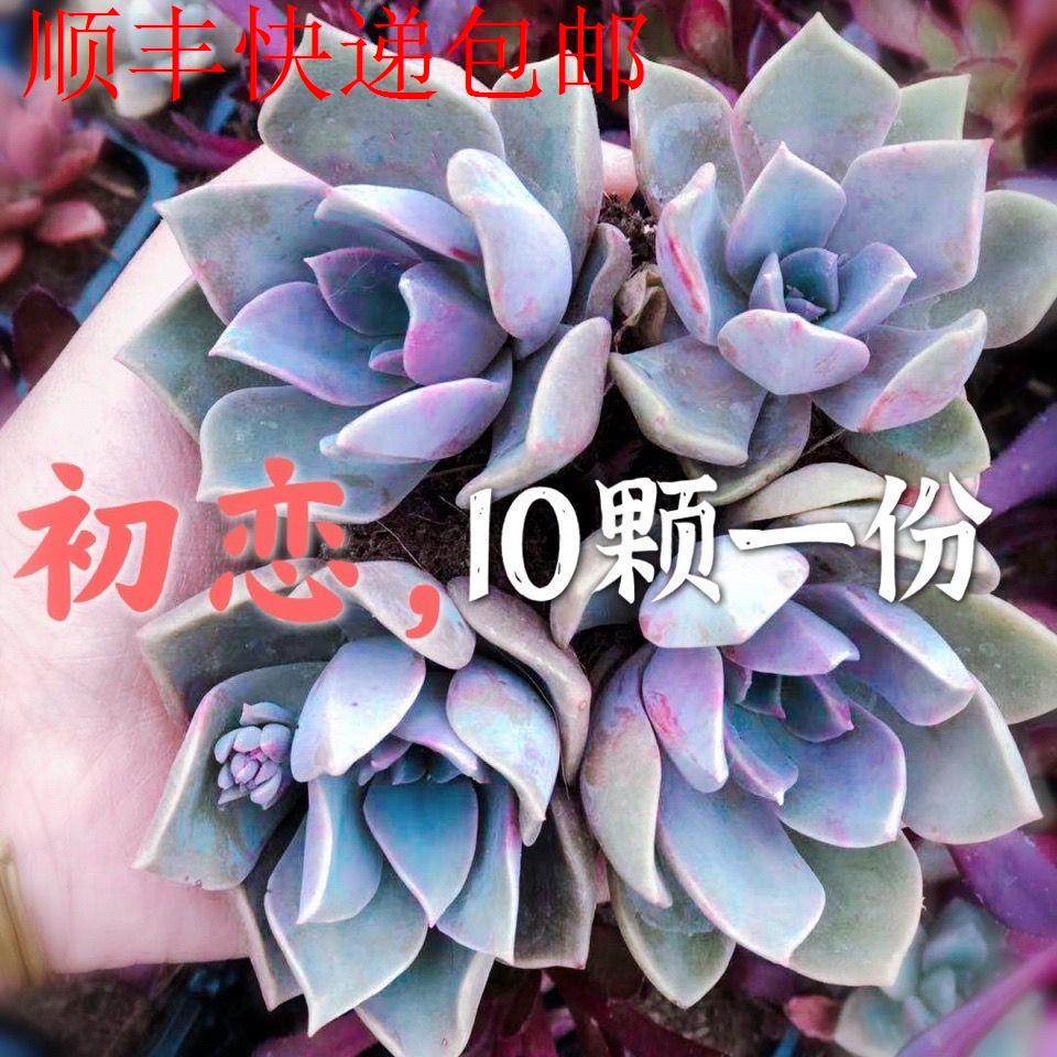 新疆包邮】初恋多肉精品贵货紫色肉肉迷你组合盆栽好养活超萌直发