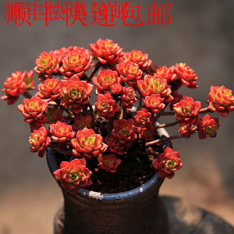 新疆包邮】火焰蒂亚超大多
