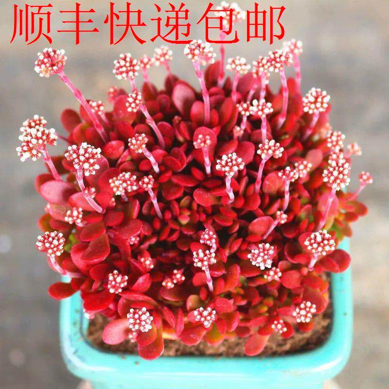 新疆包邮】多肉植物红稚儿开花超香开小白花高端贵货青琐龙科属小
