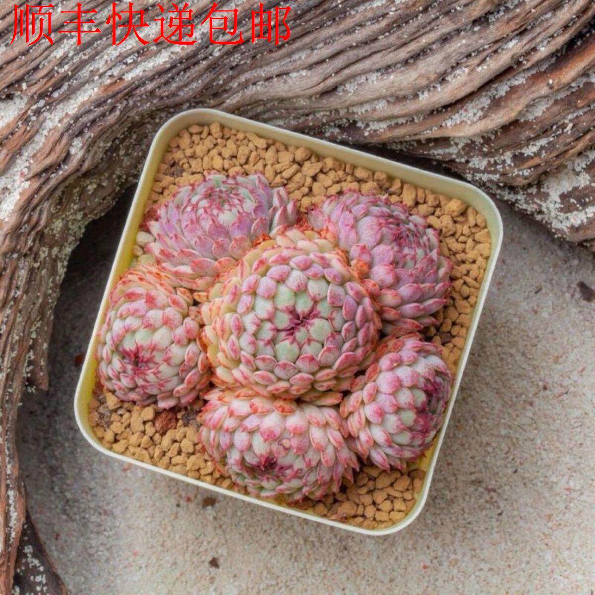 新疆包邮】新版小红衣多肉植物风车多头群生室内新手阳台好养花卉