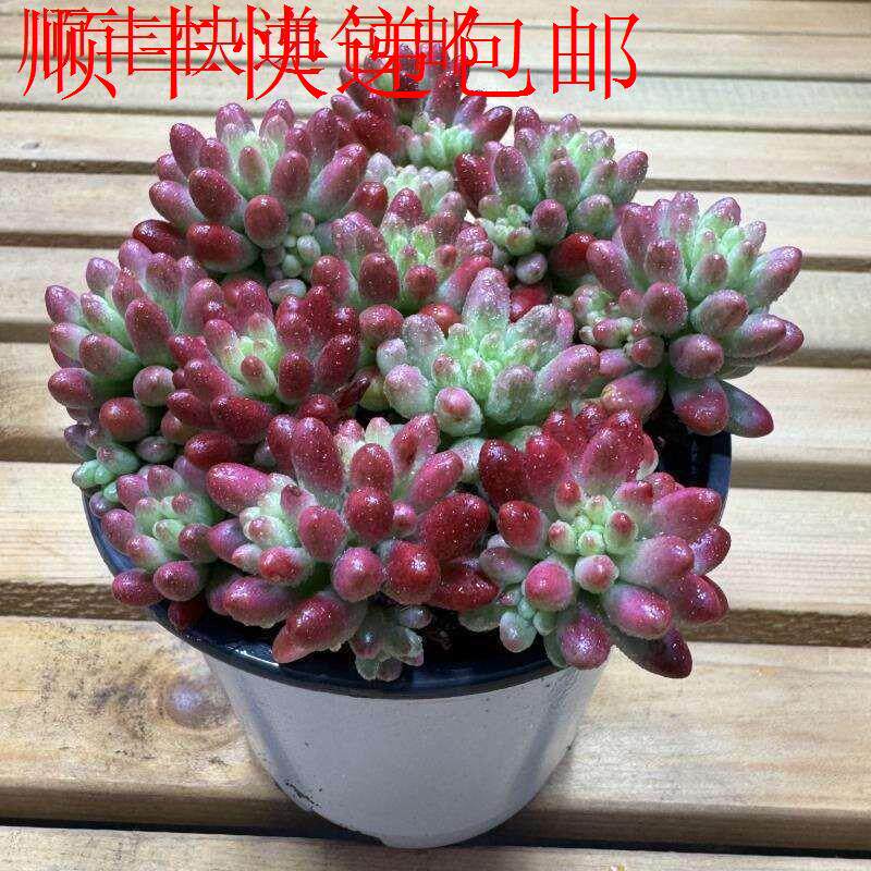 新疆包邮】转运珠多肉植物大肉特大号虹之玉锦红浆果新品容易养活