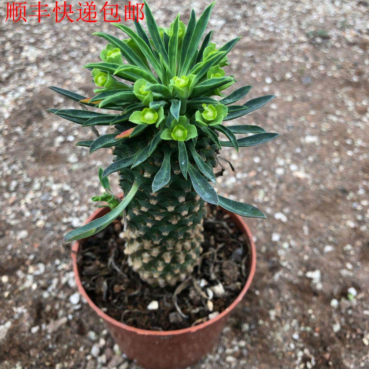 新疆包邮】超大铁甲麒麟进口稀有多肉白桦峨眉山多头办公桌面仙人