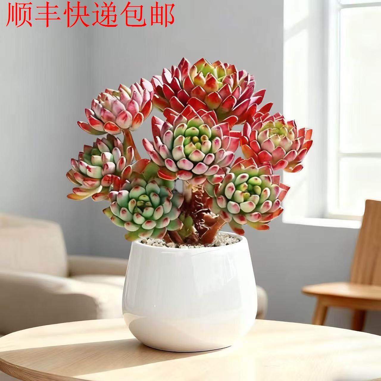 新疆包邮】蓝苹果老桩多头多肉植物群生好养室内绿植办公室盆栽四