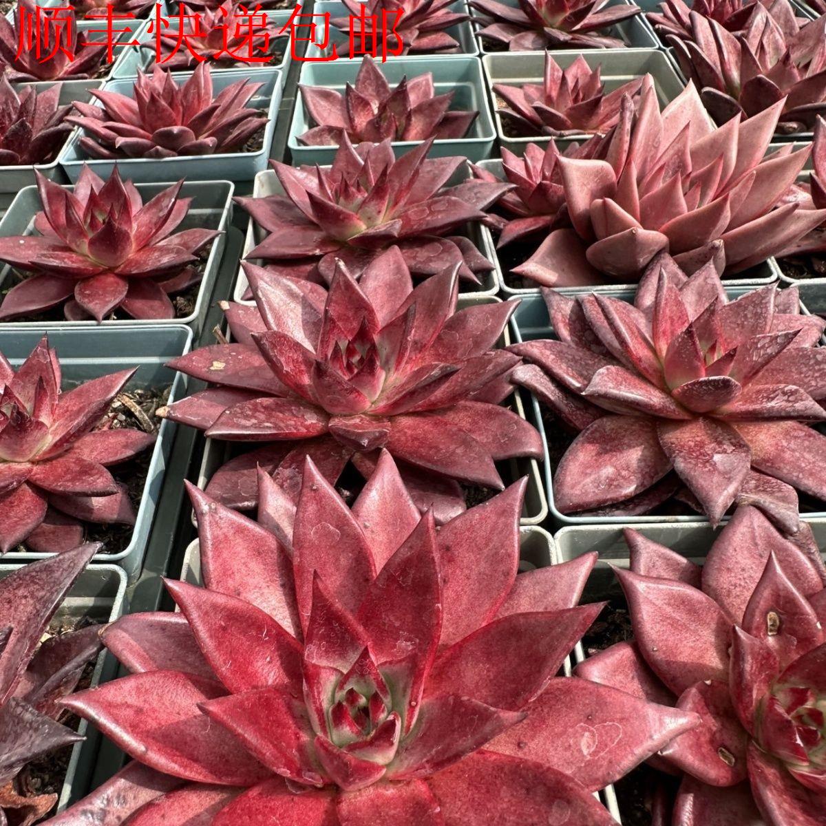 新疆包邮】罗宾多肉罗密欧多肉植物血罗冬云系肉肉大颗老桩组合盆